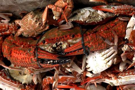 crabs urban dictionary|Iba pa.